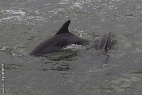 Bottlenose dolphins playing in the bay