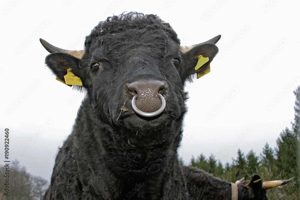 Weggegooid Verplicht Suradam Stockfoto schwarzer Stier mit Ring durch die Nase, Dexter Rind | Adobe Stock