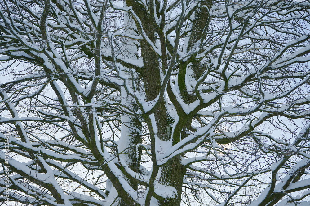 Obraz premium Trees covered with hoarfrost and snow