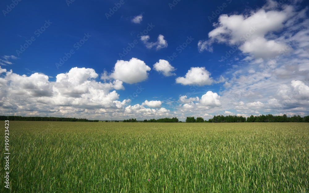 Beautiful landscape with field of rye and blue sky with clouds. Beautiful landscape with field of rye and blue sky with clouds.