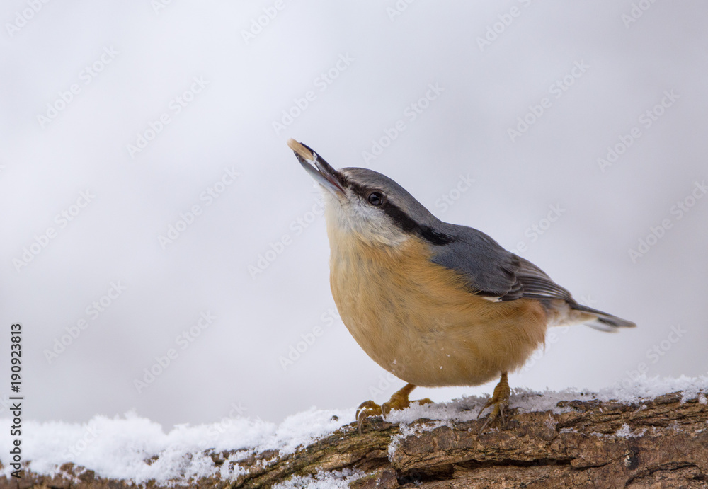 Naklejka premium Kleiber II.