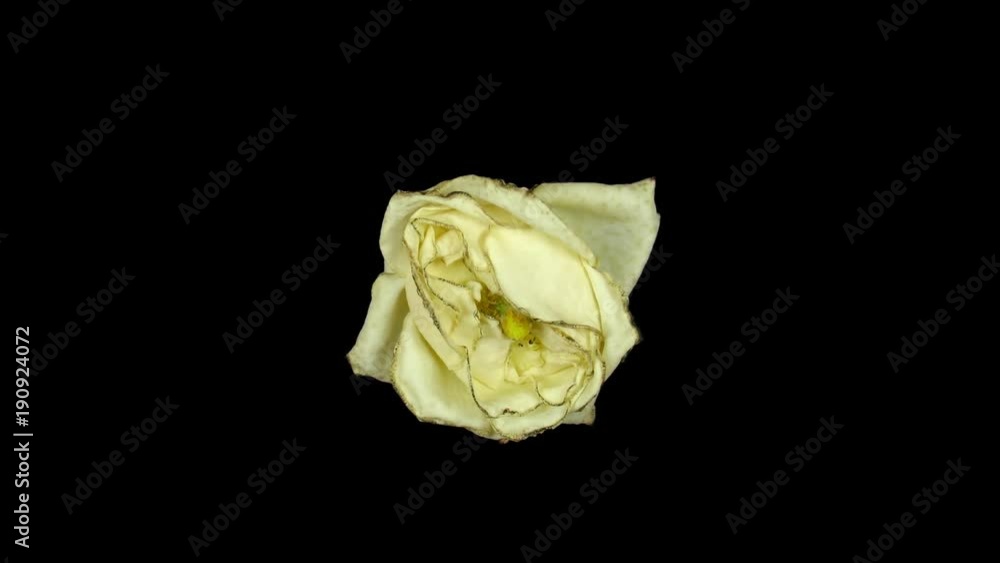 Time-lapse of dying white rose 2a3 in Digital Cinema Imaging 2K PNG+ format with ALPHA transparency channel isolated on black background.
Time-lapse of dying white rose 2a3 in Digital Cinema Imaging 2K PNG+ format with ALPHA transparency channel isolated on black background.