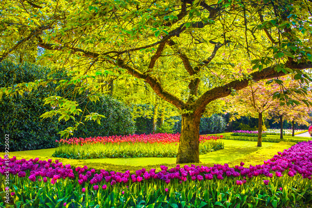Tree and tulip flowers in spring garden. Keukenhof, Netherlands, Europe.