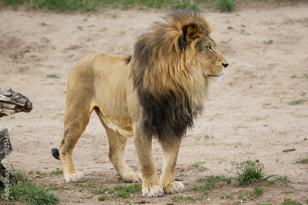 African Lion - Denver Zoo