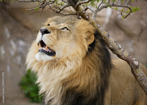 Proud Adult Male Lion - Denver Zoo Animal photo