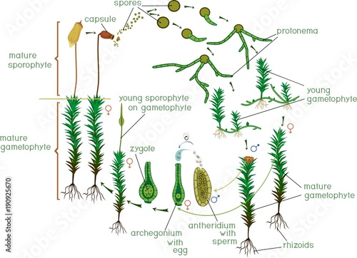 Moss life cycle. Diagram of a life cycle of a Common haircap moss (Polytrichum commune)