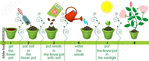 Instructions on how to plant flower in sequence of easy steps