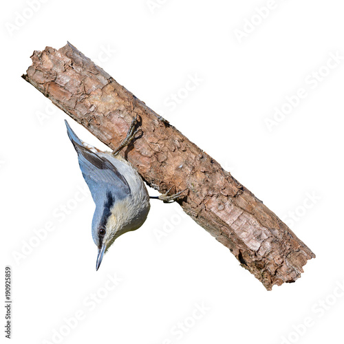 Chestnut-vented Nuthatch or Sitta nagaensis, beautiful bird isolated with white background and clipping path, Thailand. photo