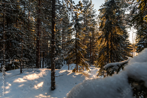 Fir tree during winter during sunset in Skelleftea, Sweden