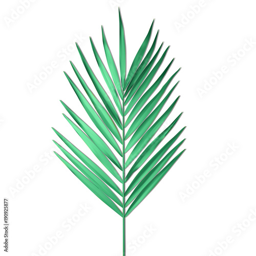 Tropical Palm leaf isolated on white background. Palm frond Vector illustration.