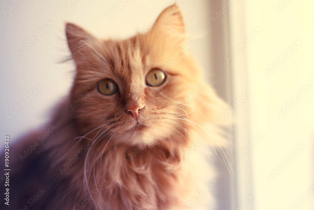 Obraz premium Ginger cat