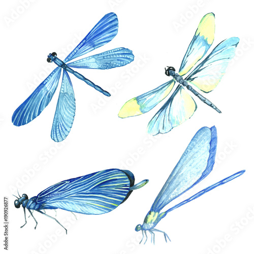 Watercolor collection of blue dragonfly illustrations.