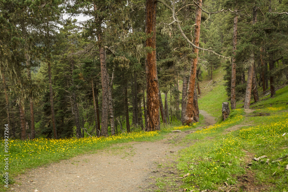 Lovely narrow trail in the forest located in Caucasus, Georgia, Tusheti region. Grass and yellow flowers at the midground, fir-trees with brown trunks on the background. Lovely narrow trail in the forest located in Caucasus, Georgia, Tusheti region. Grass and yellow flowers at the midground, fir-trees with brown trunks on the background.