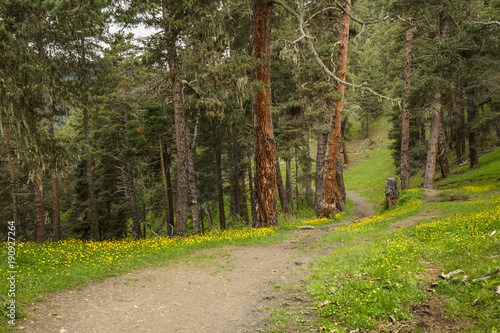 Lovely narrow trail in the forest located in Caucasus, Georgia, Tusheti region. Grass and yellow flowers at the midground, fir-trees with brown trunks on the background.