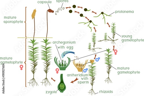 Moss life cycle. Diagram of a life cycle of a Common haircap moss (Polytrichum commune) photo
