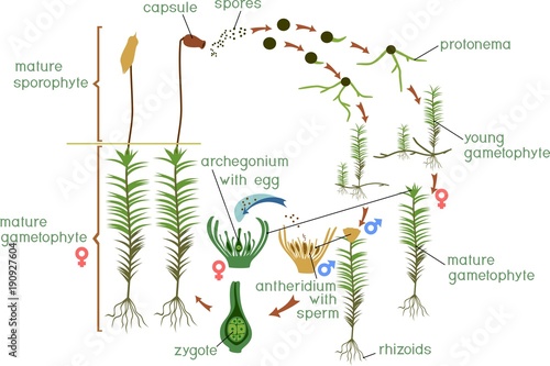 Moss life cycle. Diagram of a life cycle of a Common haircap moss (Polytrichum commune)