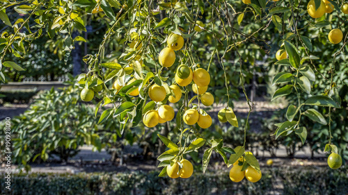Limequat Tree closeup 3