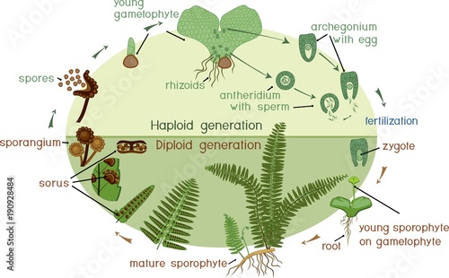Life Cycle of Fern. Plant life cycle with alternation of diploid sporophytic and haploid gametophytic phases