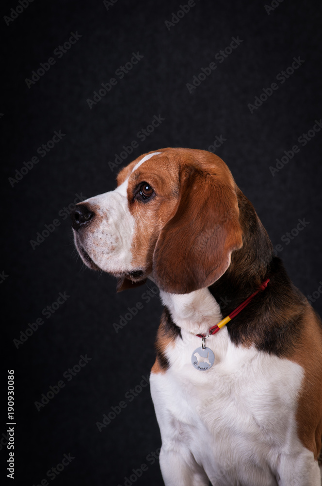 Beagle in studio portrait