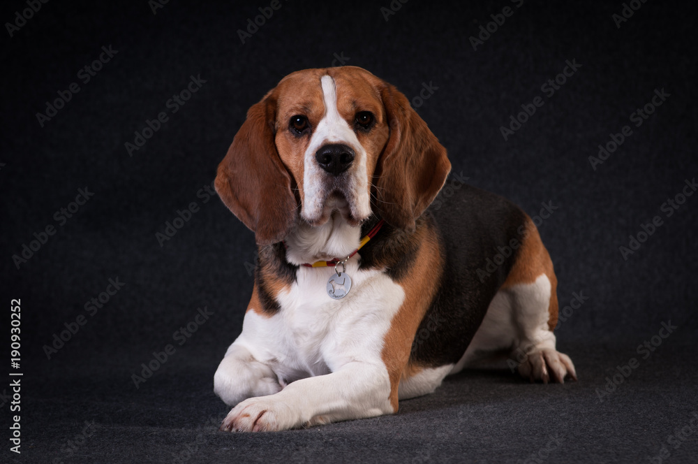 Beagle in studio portrait