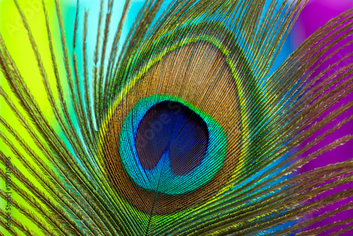 Peacock color feather photo