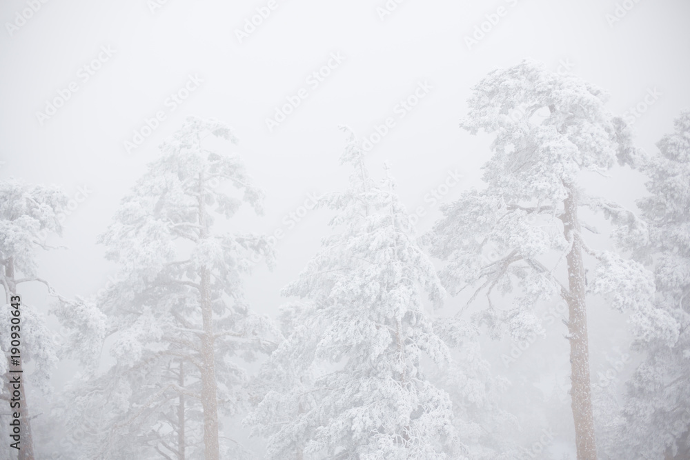 trees with snow in the mountains of Madrid trees with snow in the mountains of Madrid