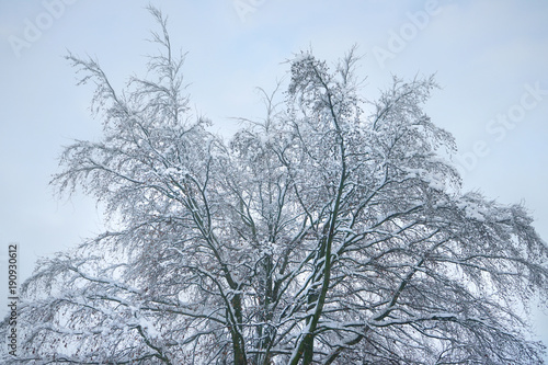Tops and crowns of tree covered with snow.