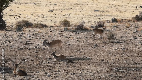 reproduction stimulate young fallow deer photo