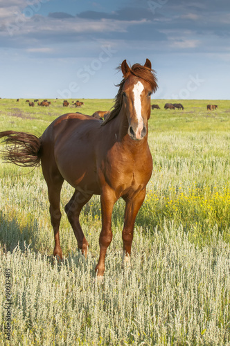 portrait of a wild horse