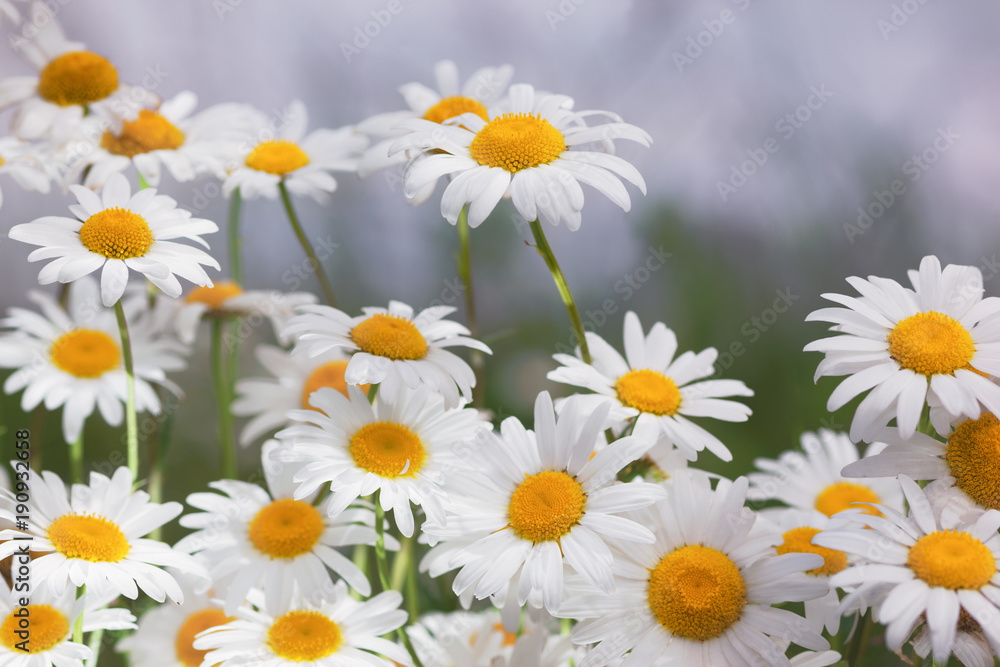 Fototapeta premium Flowering. Blooming chamomile field, Chamomile flowers.
