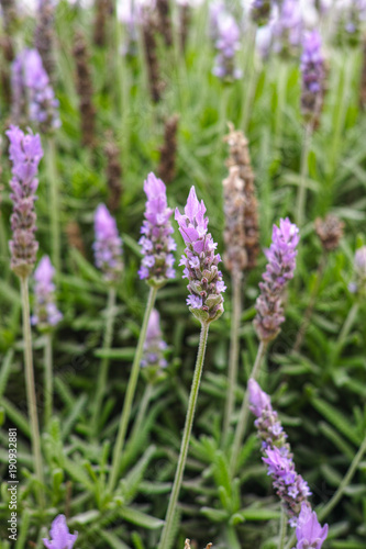 Lavender aromatic flowers, cultivation of lavender plant used as health care, skin care, cosmetics, essential oils and extracts.