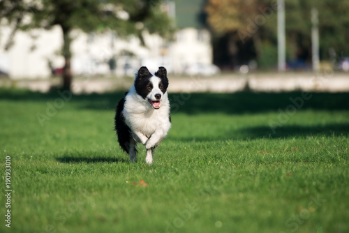 border collie dog running outdoors © otsphoto
