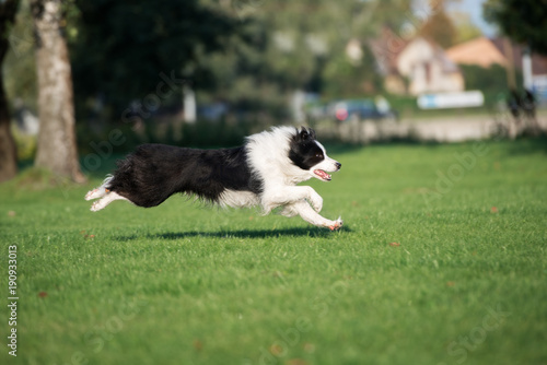 border collie dog running outdoors © otsphoto