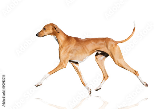 Foto azawakh dog movement isolated on white