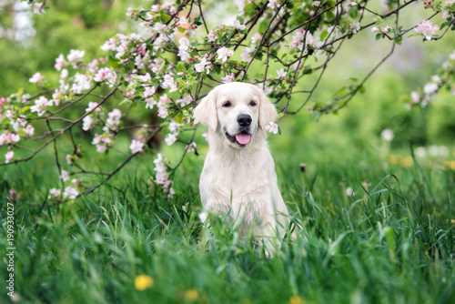 golden retriever dog posing outdoors in spring