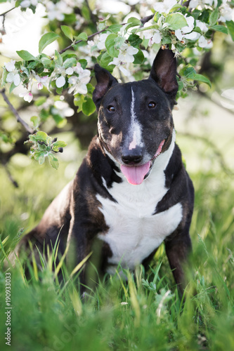 black english bull terrier dog posing outdoors in spring © otsphoto