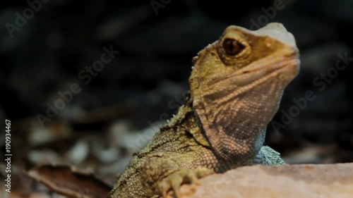 Close up of a prehistoric new zealand tuatara reptile photo