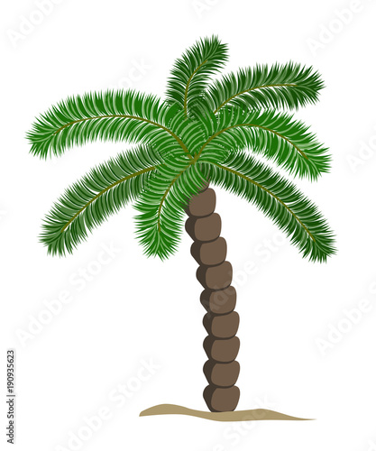 Detailed tropical palm tree on white background.