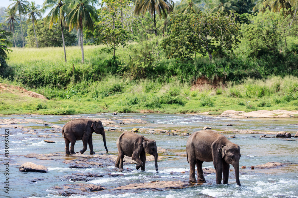 Naklejka premium Wild elephants in Sri Lanka