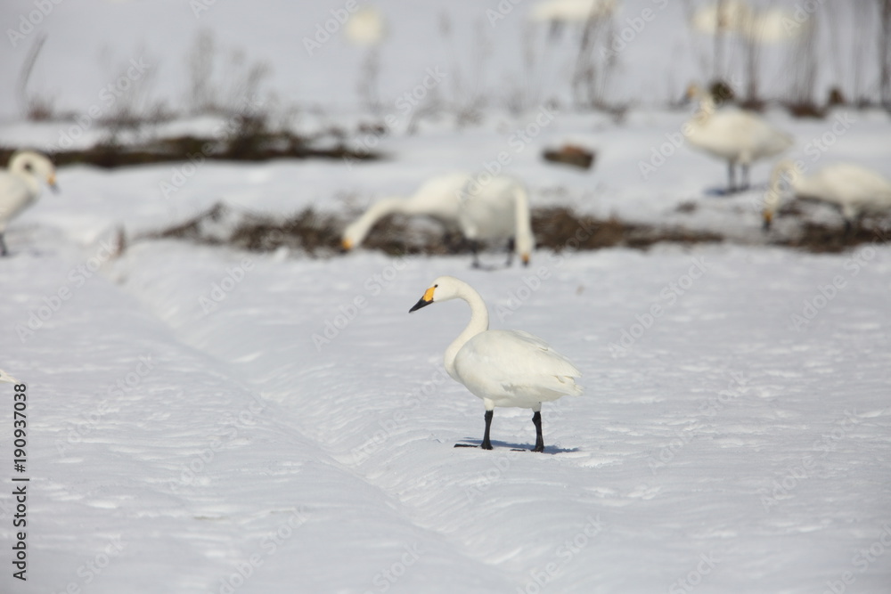 Tundra swan (Cygnus columbianus) in Japan
