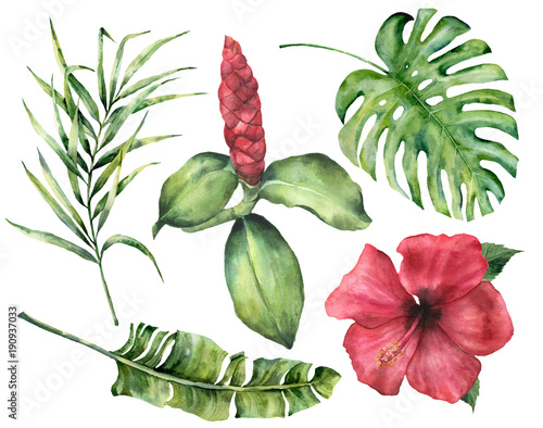 Watercolor tropical flowers and leaves. Hand painted monstera, coconut and banana palm branch, hibiscus, alpinia isolated on white background. Floral exotic illustration for design, print or fabric. photo