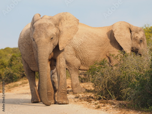 Elefanten im Addo Elephant Nationalpark