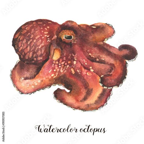Watercolor octopus. Hand painted underwater animal isolated on white background. Nautical illustration for design, print or background.