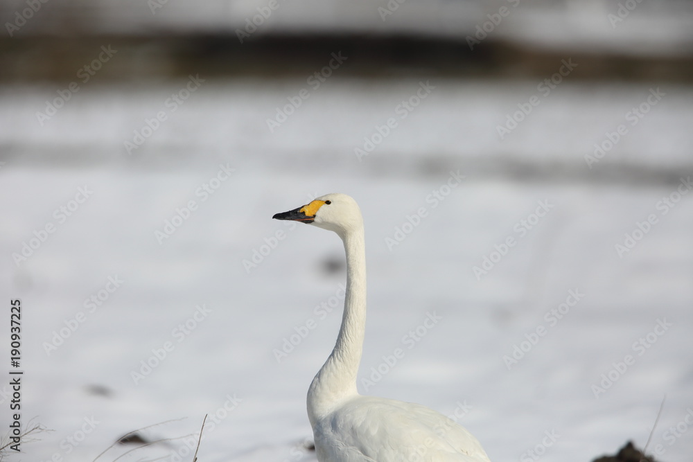 Tundra swan (Cygnus columbianus) in Japan Tundra swan (Cygnus columbianus) in Japan