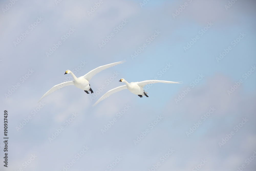 Obraz premium Tundra swan (Cygnus columbianus) in Japan