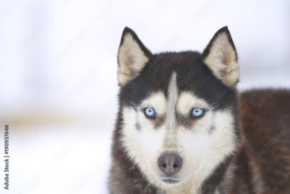 Outdoors portrait of a Alaskan husky dog