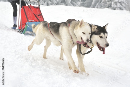 portrait of dogs participating in the Dog Sled Racing Contest