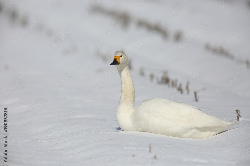 Fototapeta premium Tundra swan (Cygnus columbianus) in Japan