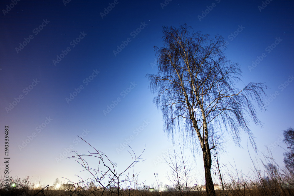 birch on a background of the night sky birch on a background of the night sky