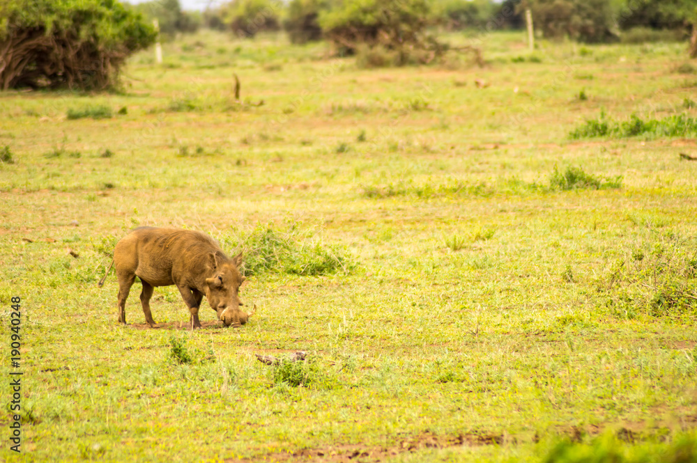 Fototapeta premium Warthog isolate in the savannah of the amboseli park in Kenya